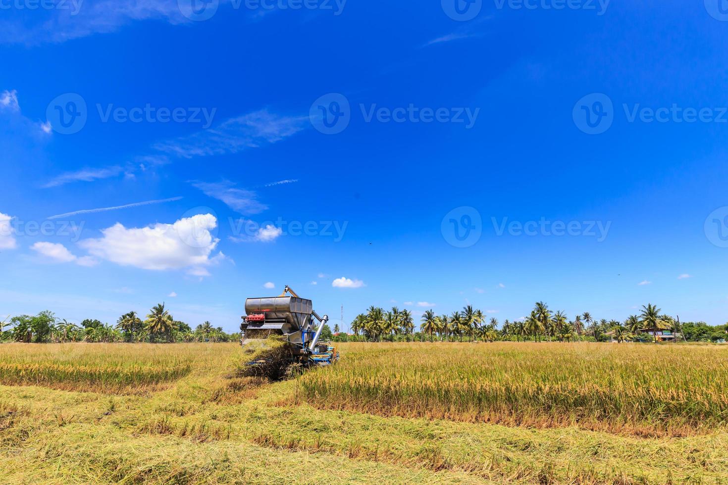 cosechadora en campo de arroz foto