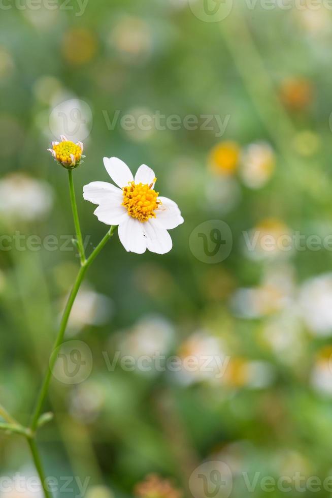 Blackfoot daisy, wildflowers photo