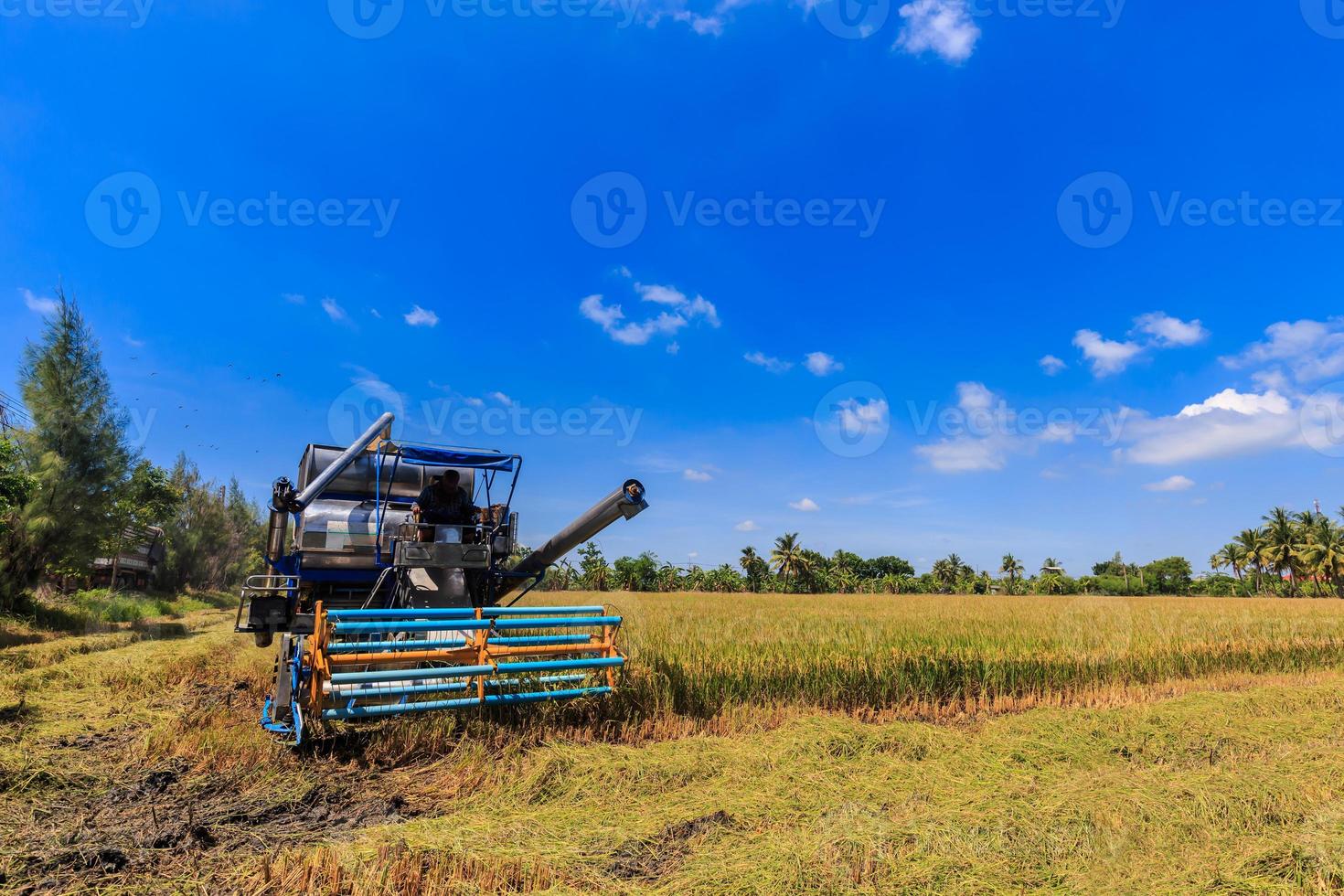 Combine harvester in rice field photo