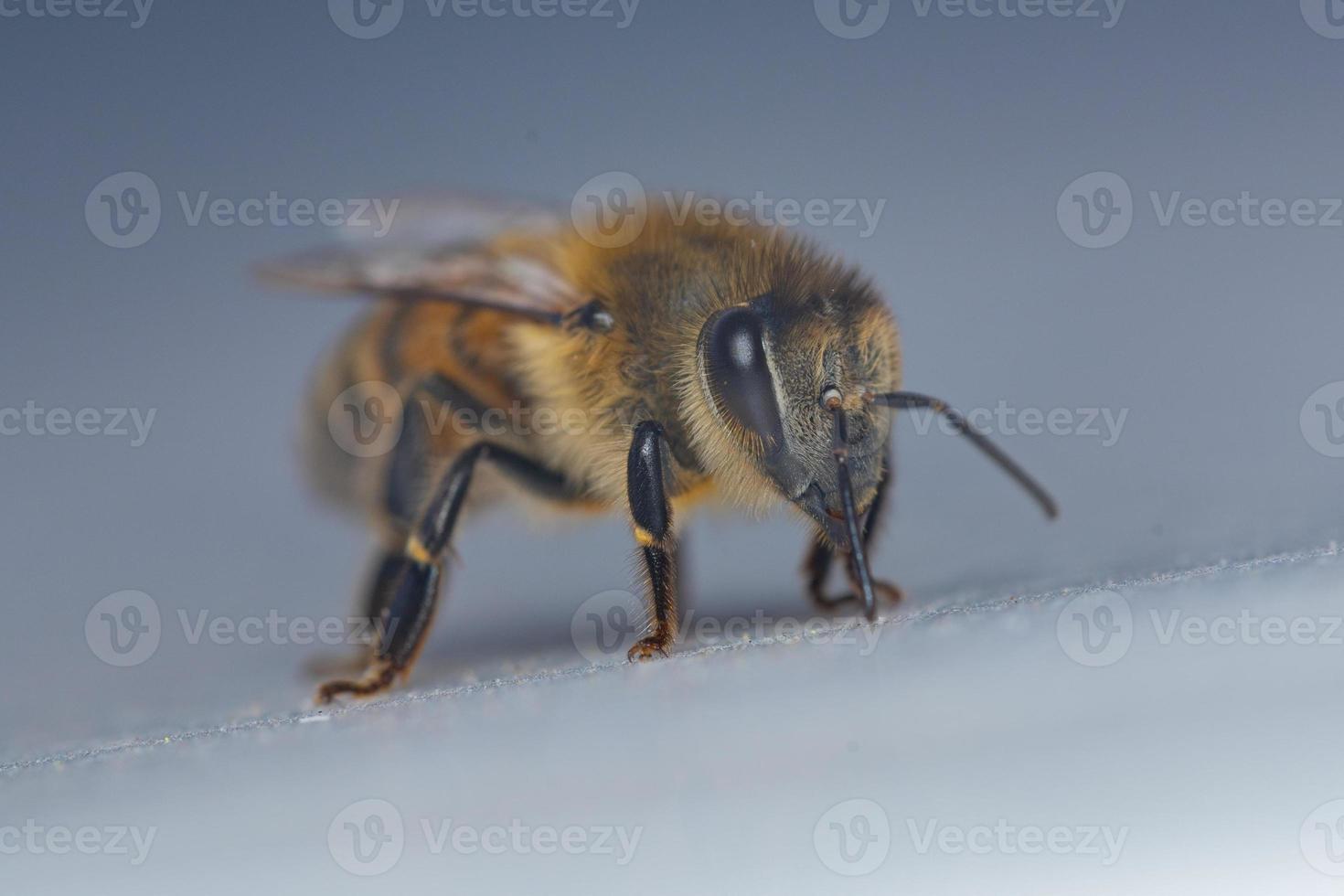 Macro photo of a little bumble bee walking around on and cleaning itself