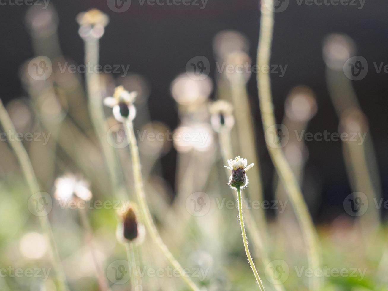 Many Coat Button Flowers photo