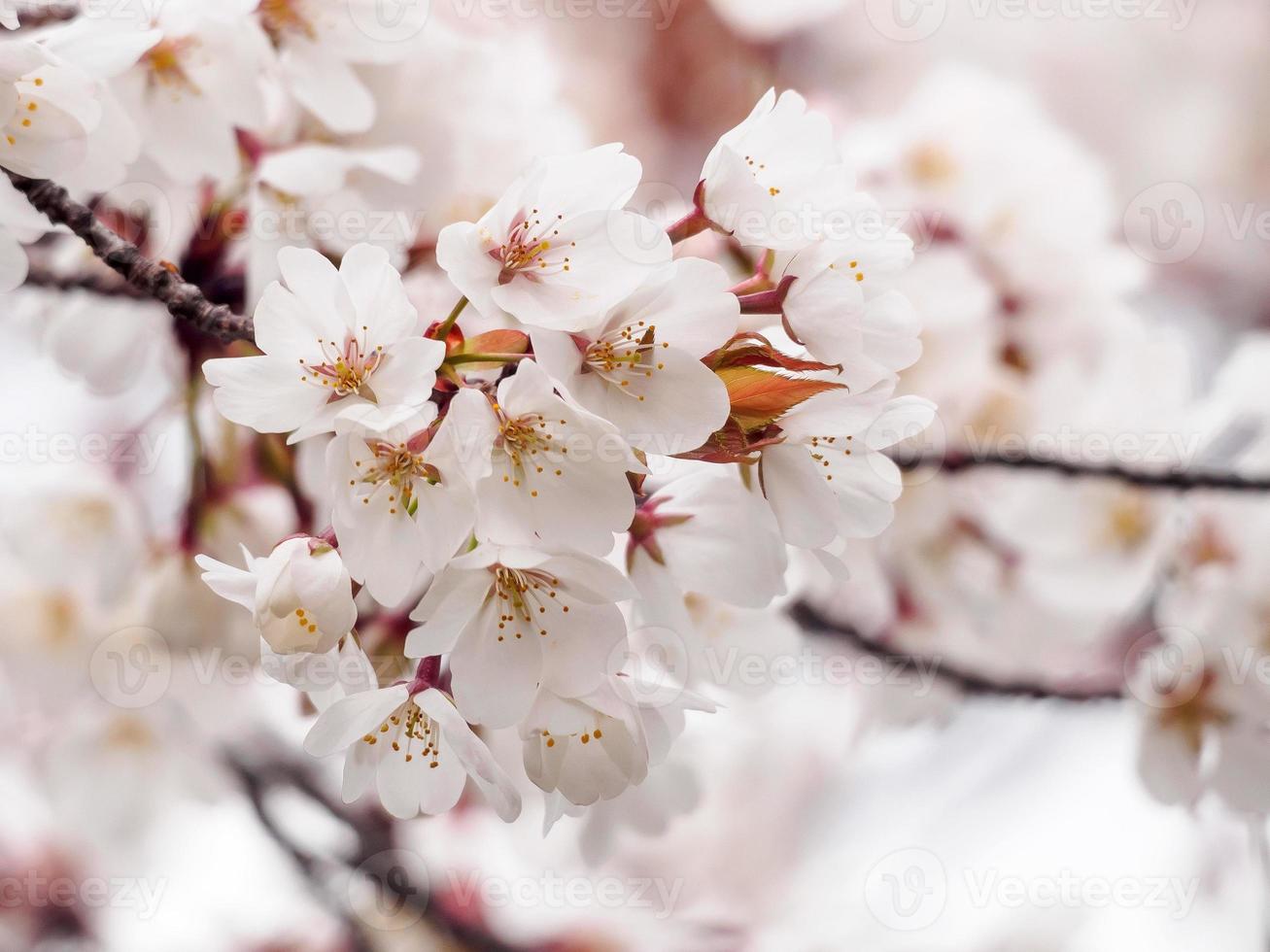 Light Pink Cherry Blossoms photo