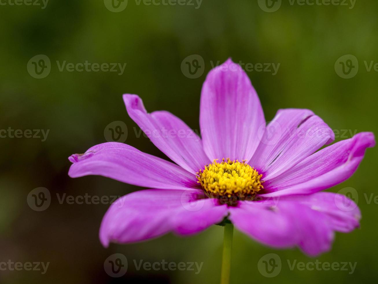 Purple Daisy Close-up photo