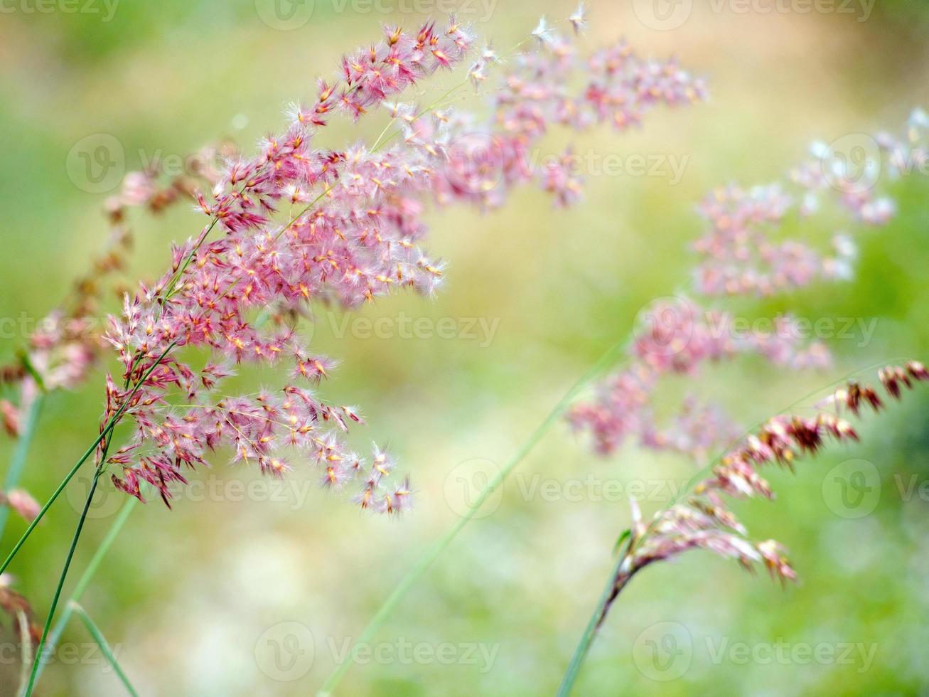 Rose Natal Grass Close-up photo