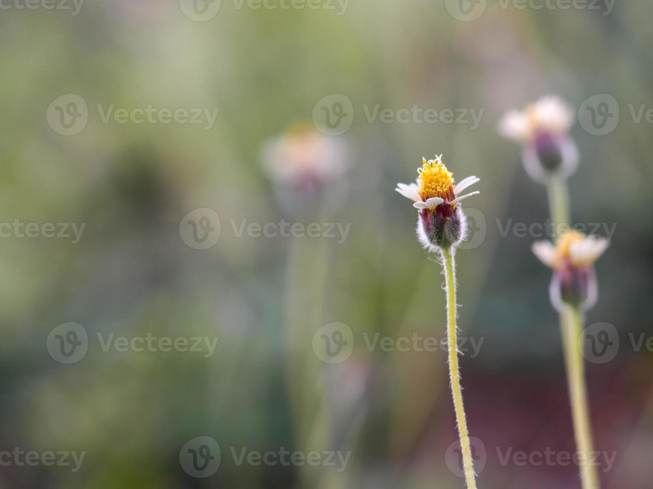 Coat Buttons Flower Close-up photo