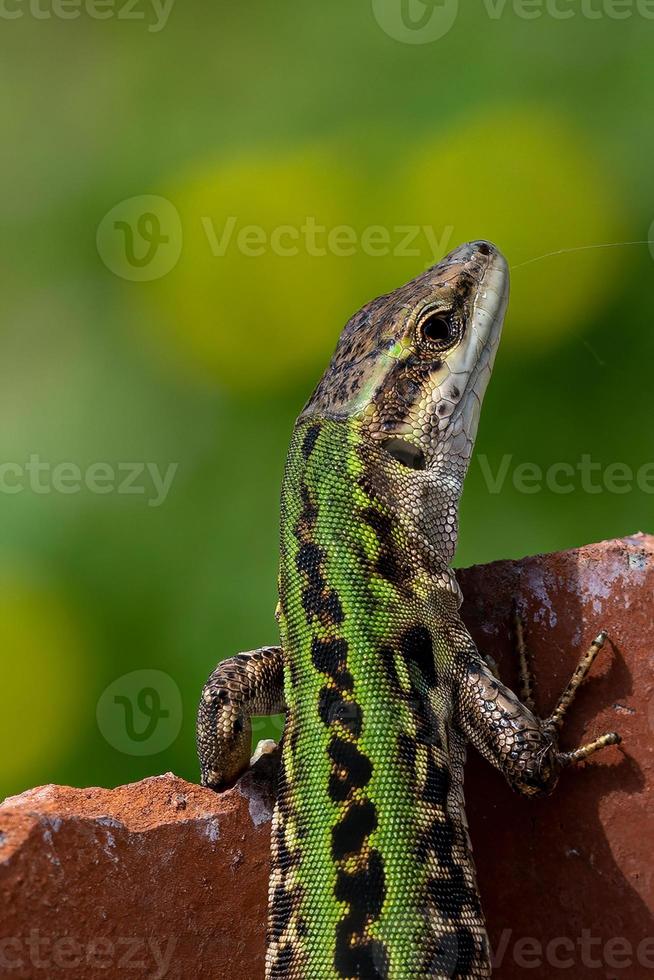 lizard in the sun standing on a stone photo