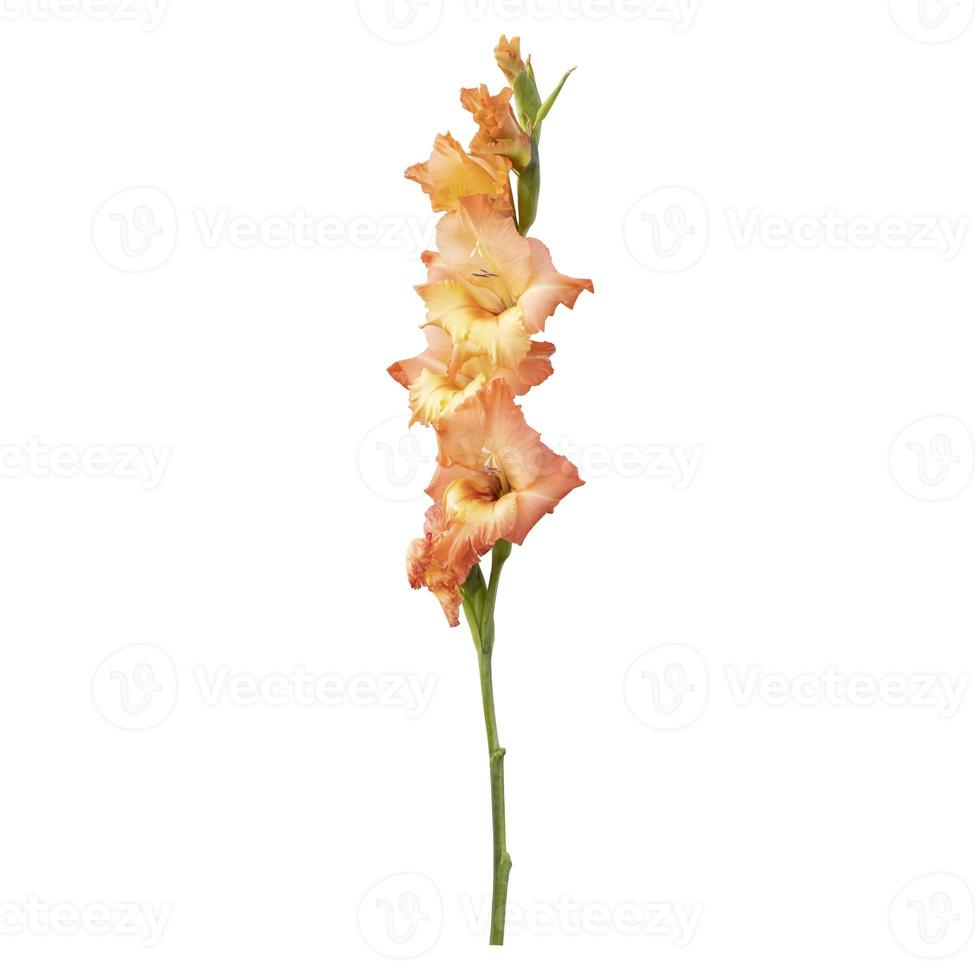 Orange gladiolus flower stem isolated on white background photo