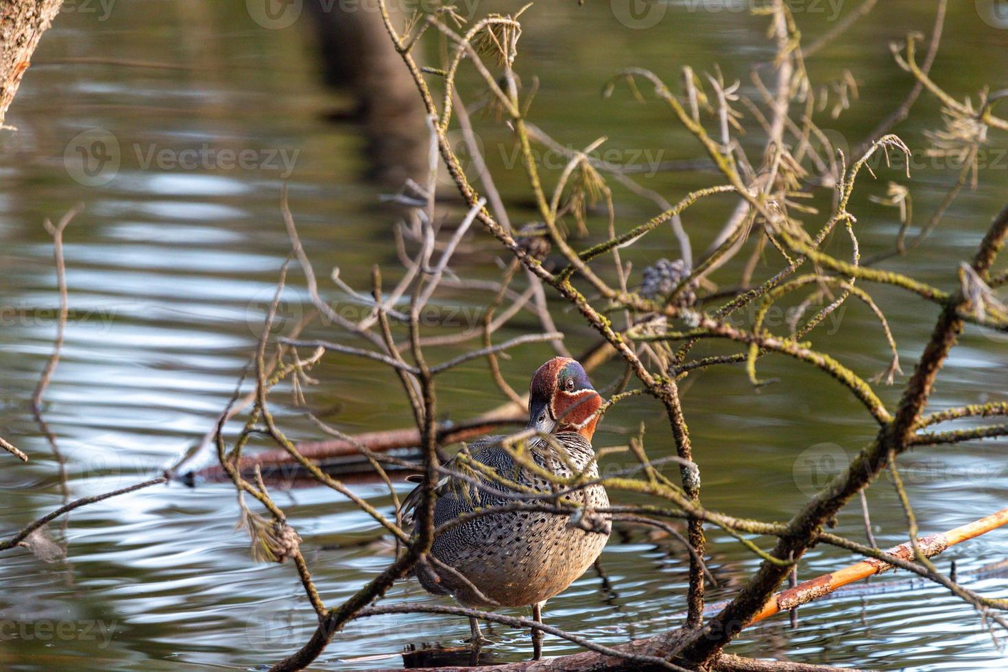 Teal standing behind a branch photo