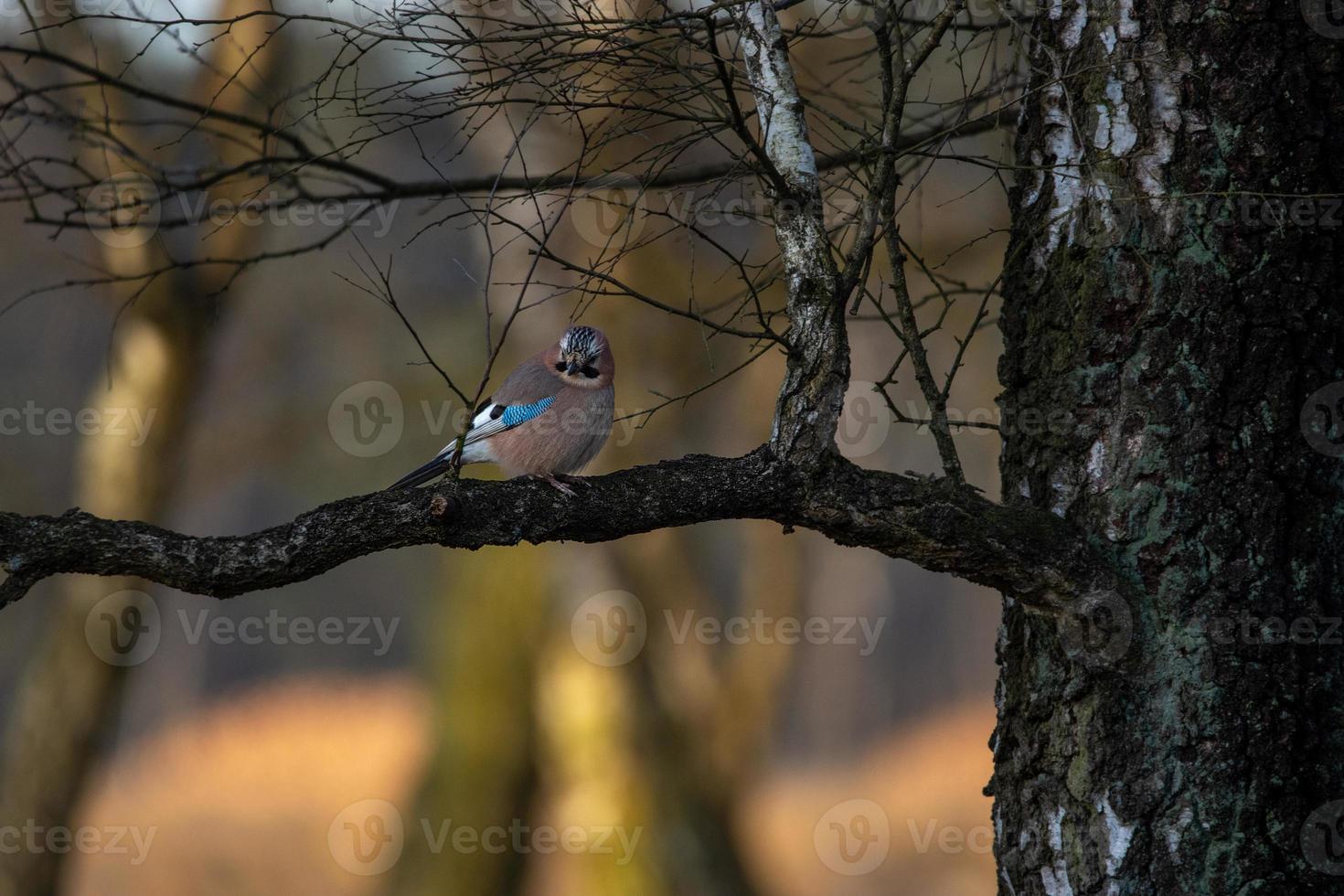 Jay on a branch, facing camera photo