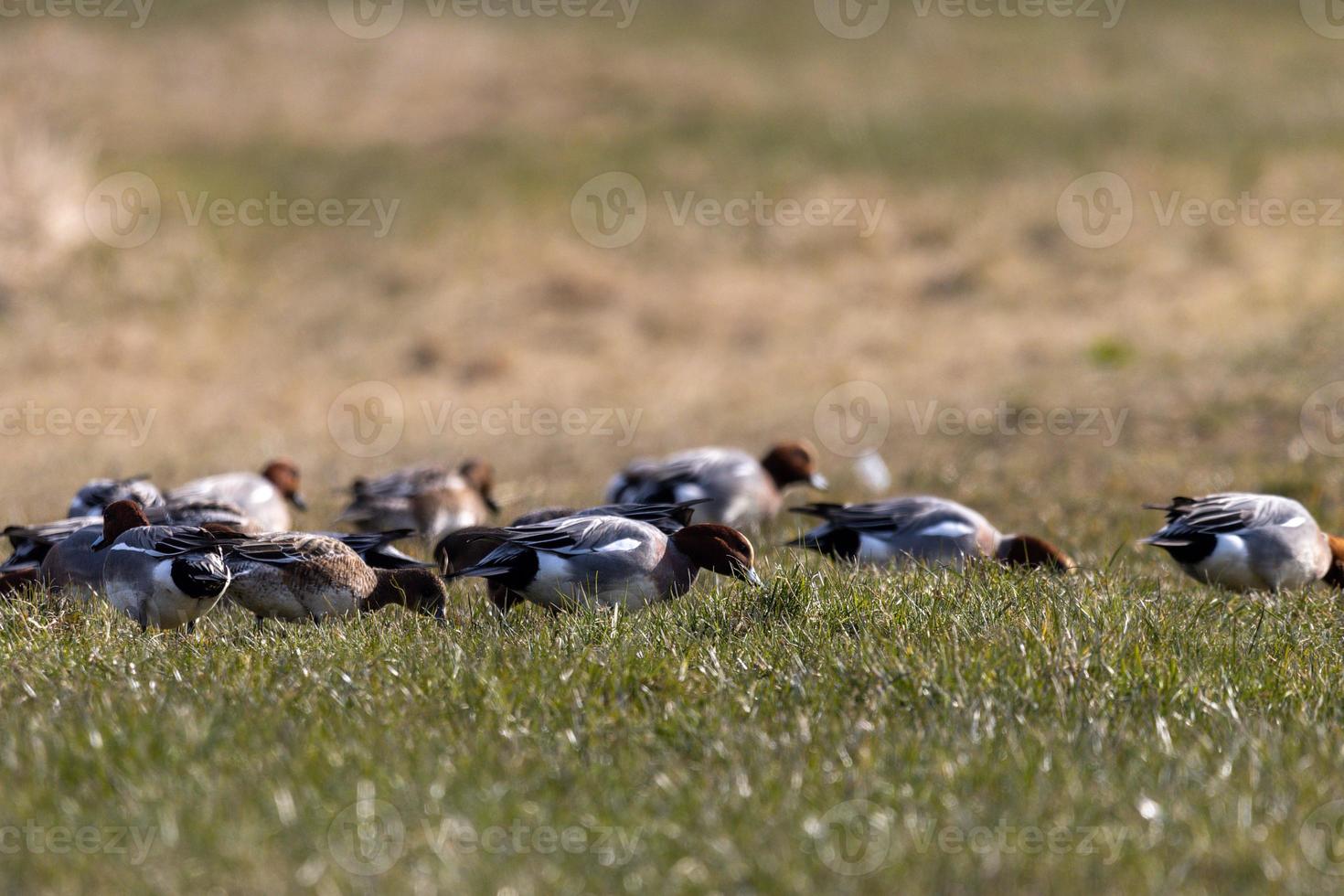 Pochards in a meadow foraging photo