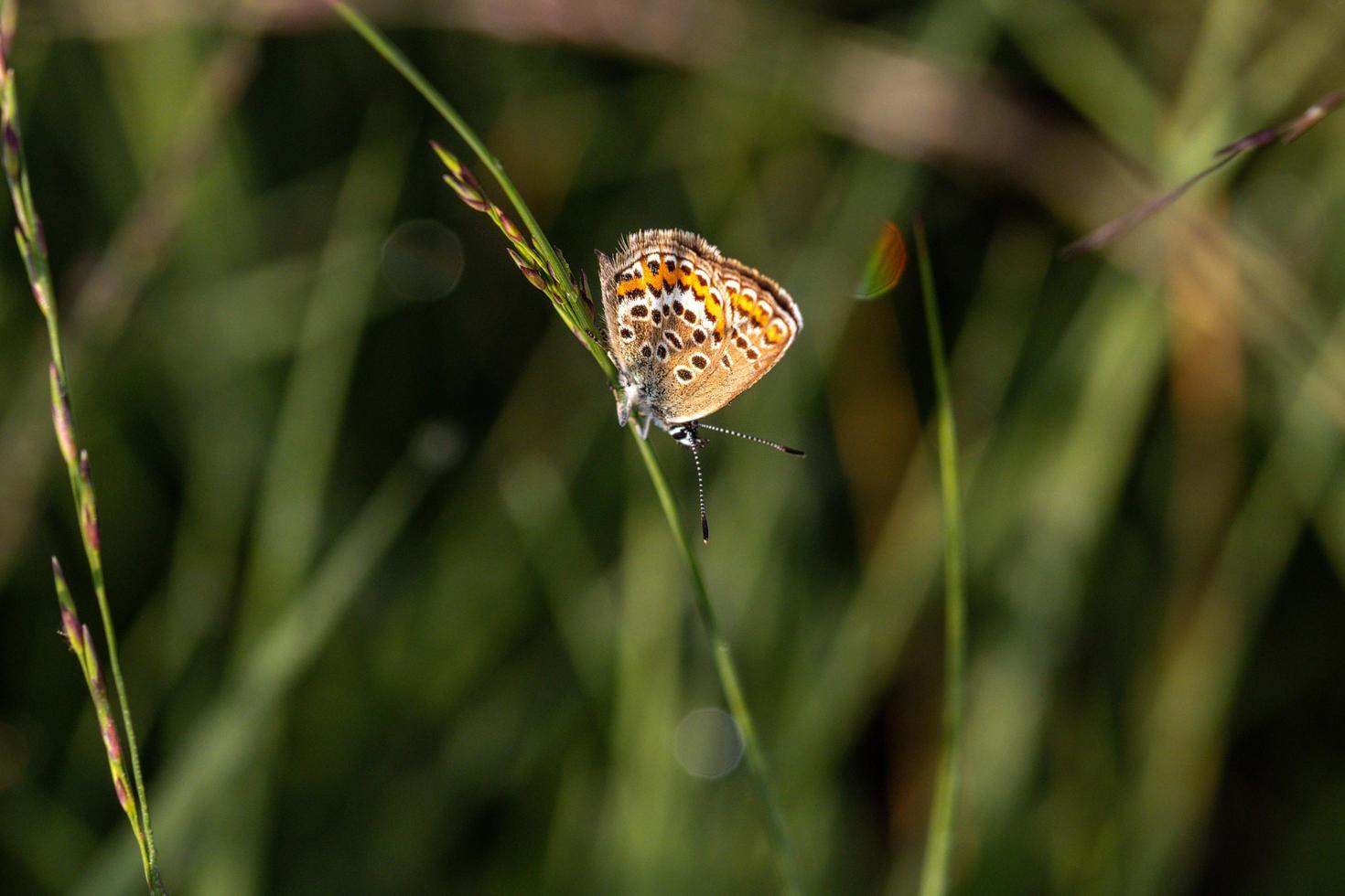 Common Blue with closed wings photo