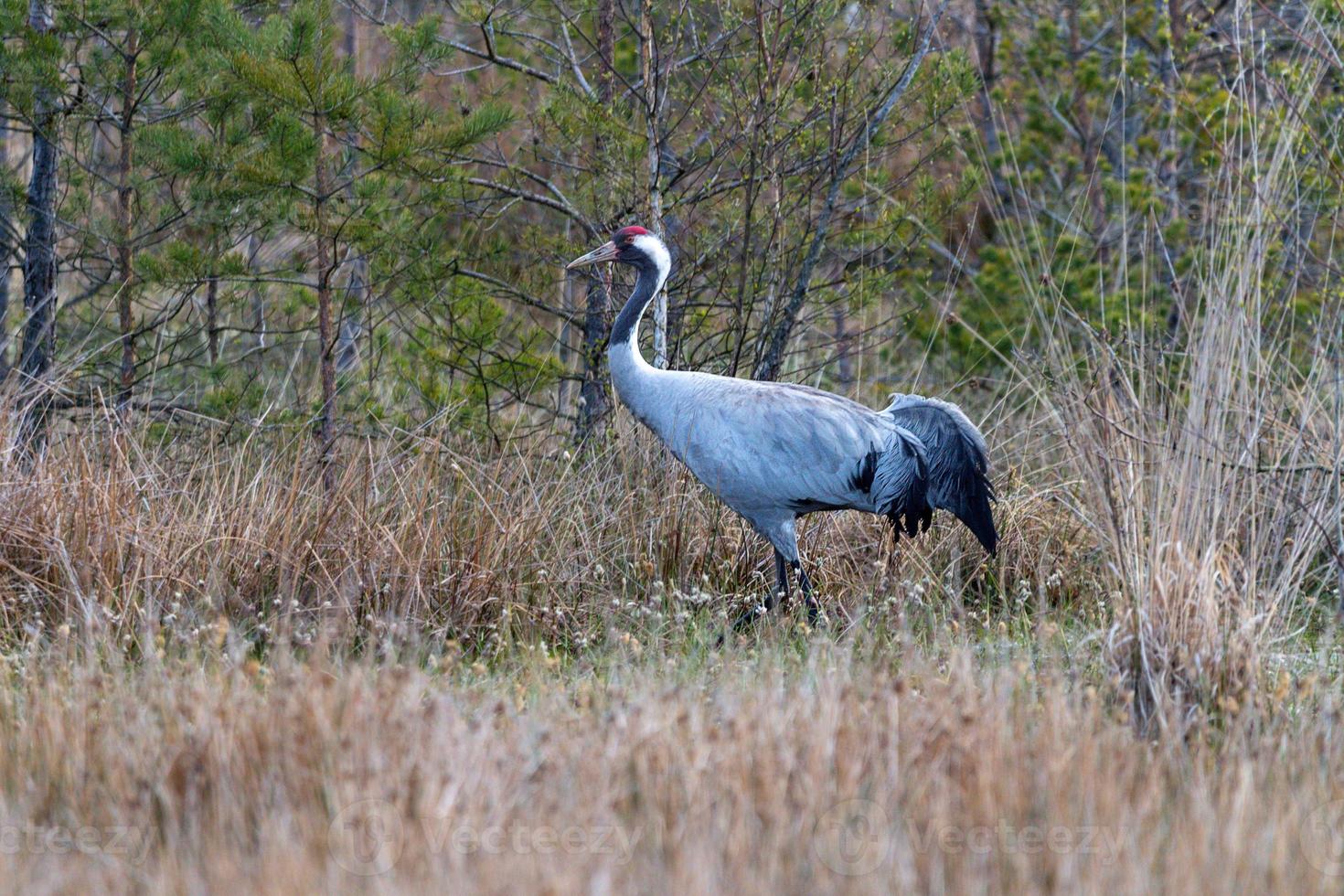 Puntales de grúa en un prado en el páramo foto