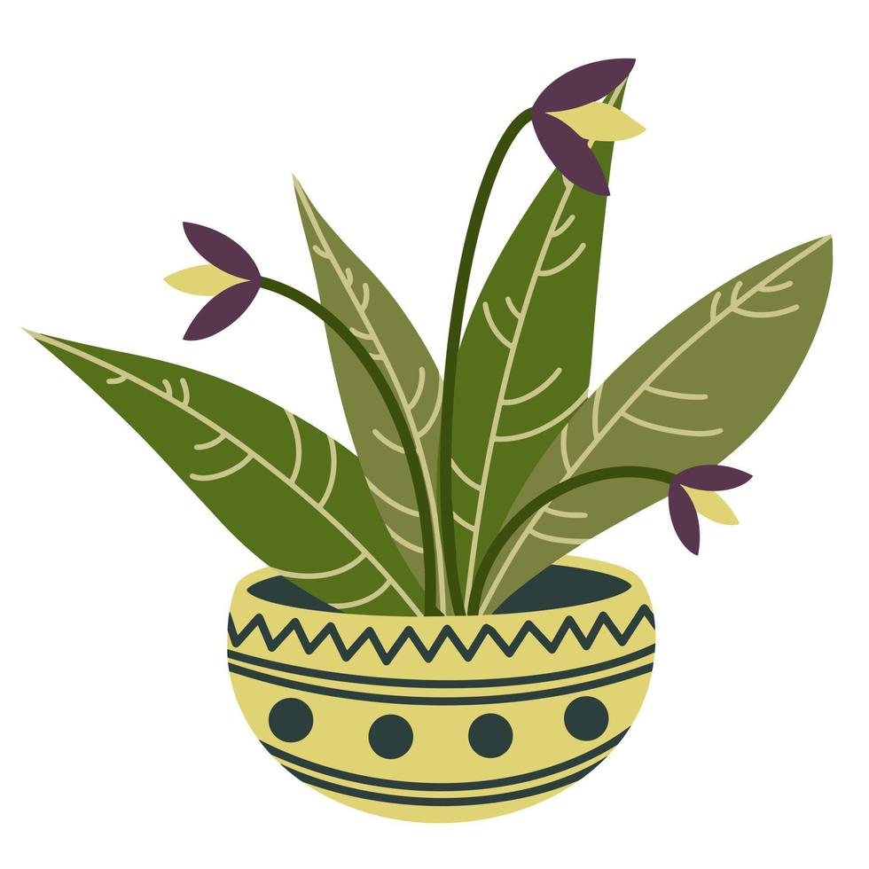 ilustración vectorial de una flor interior en una olla. imagen aislada de una planta casera en una olla sobre un fondo blanco. grandes hojas verdes y flores de color púrpura, estilo plano simple vector