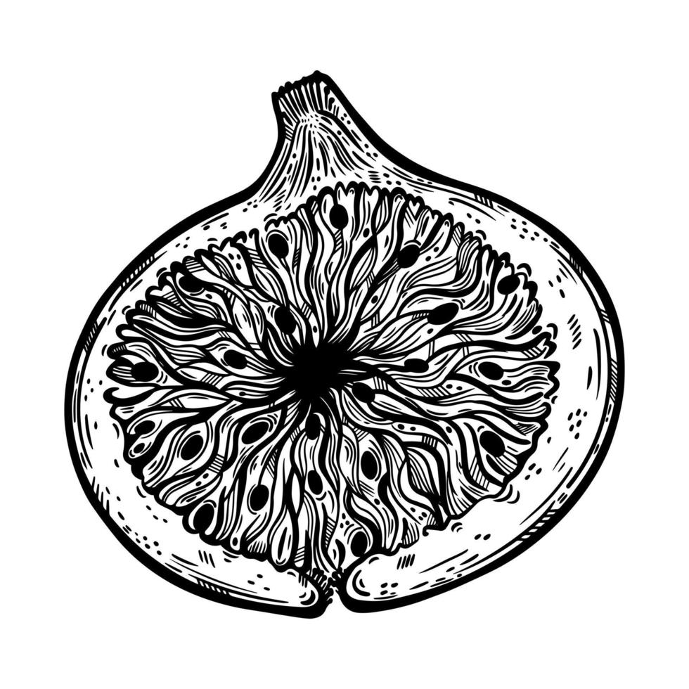 Half fig vector icon. Vintage sketch of ripe garden fruit with tasty pulp, seeds. Monochrome engraving of vegetarian plant. Slice of exotic dessert. Hand drawn illustration isolated on white