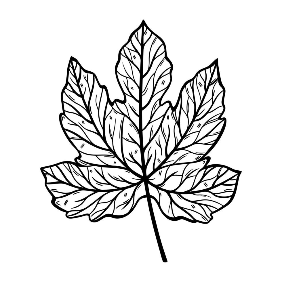 Fig leaf vector icon. Botanical element with veins, on the stem. Monochrome sketch of a garden plant. Fruit tree leaf engraving. Hand drawn illustration isolated on white background