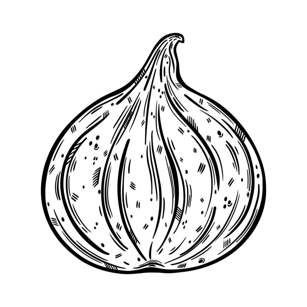 icono de vector de higo entero. boceto vintage de fruta de jardín madura aislada sobre fondo blanco. contorno monocromático de la planta vegetariana. postre exótico dulce fresco. ilustración dibujada a mano