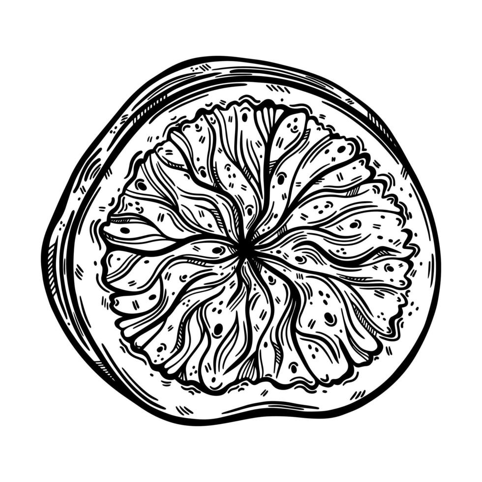 Round fig slice vector icon. Sketch of ripe garden fruit with tasty pulp, seeds. Monochrome outline of vegetarian plant. Piece of exotic dessert. Hand drawn illustration isolated on white