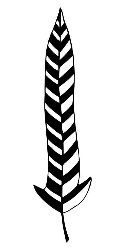 Bird feather vector icon. Beautiful striped feather isolated on white background. Doodle illustration in black, monochrome