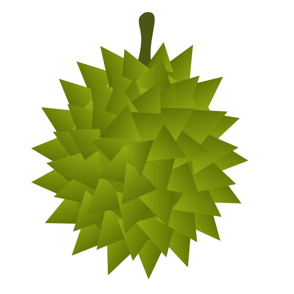 Durian fruit isolated. vector