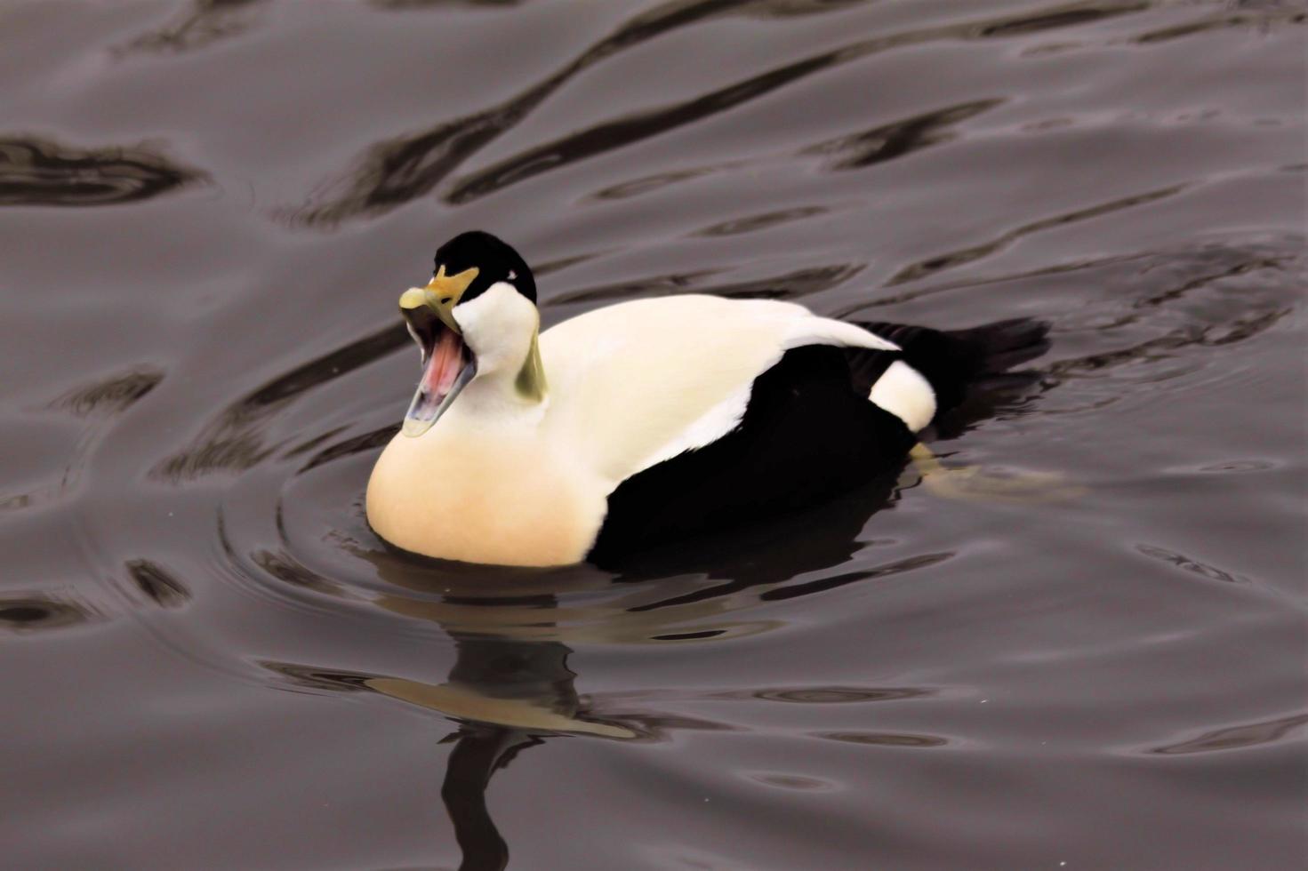 un primer plano de un pato eider foto