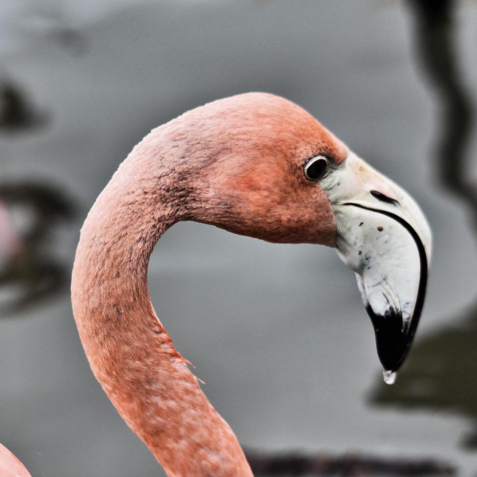 A view of a Flamingo photo