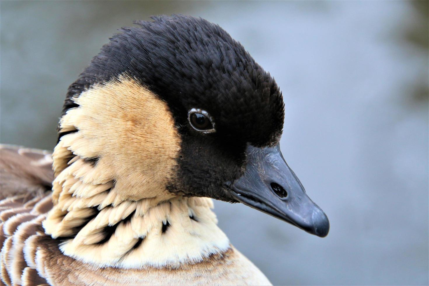 A close up of a Hawaiian Goose photo