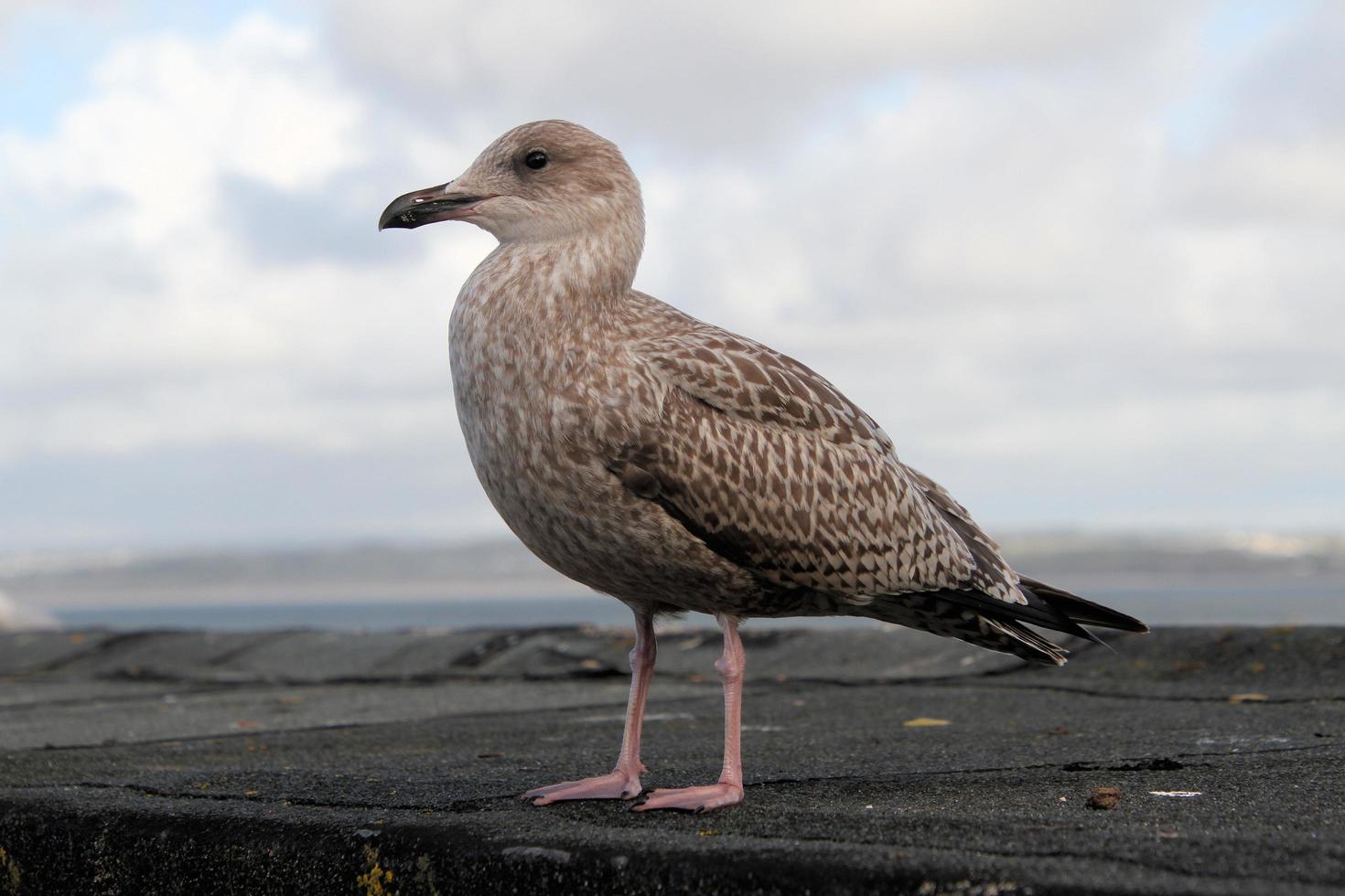 A view of a Herring Gull near the sea photo