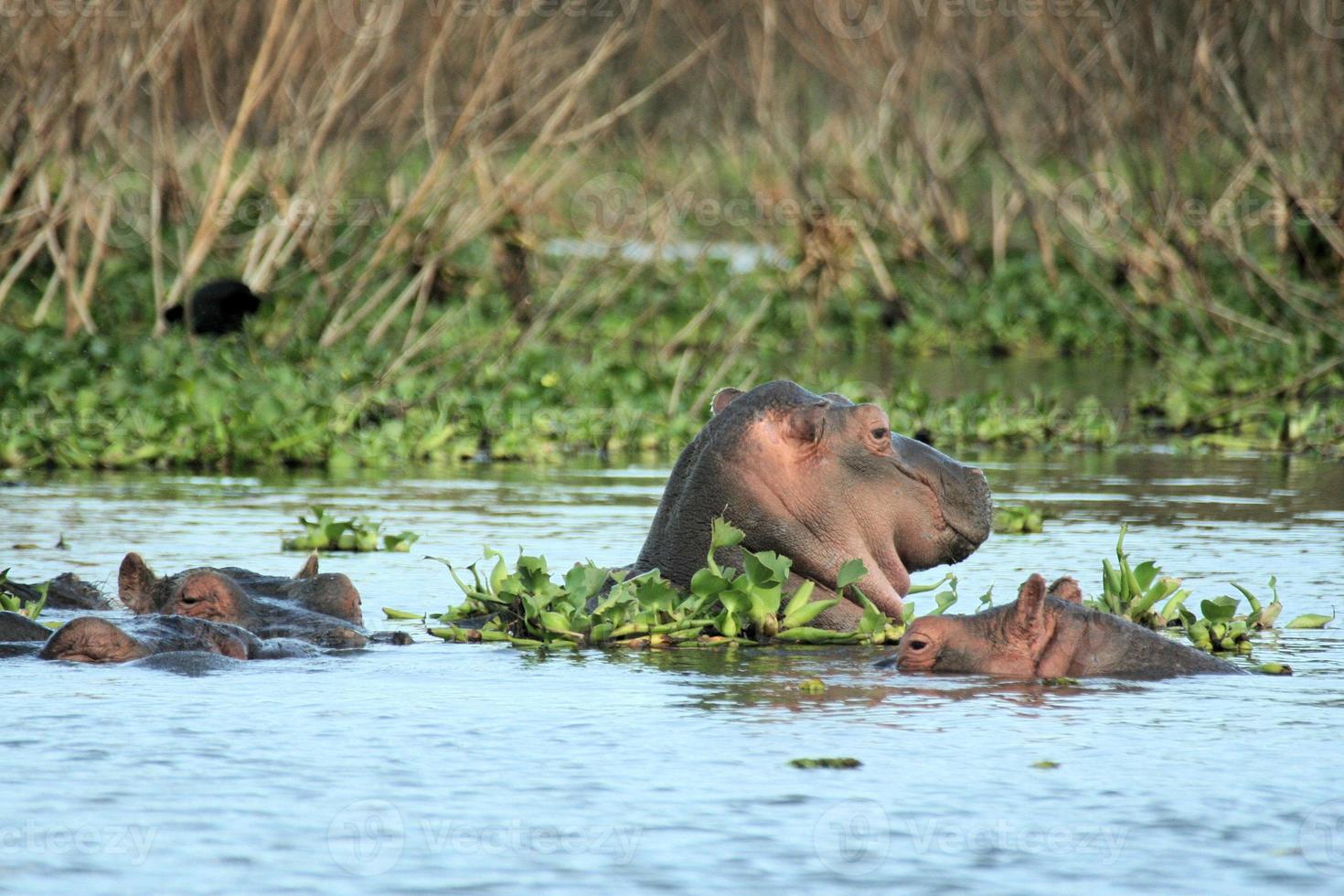 A view of a Hippo in the water photo