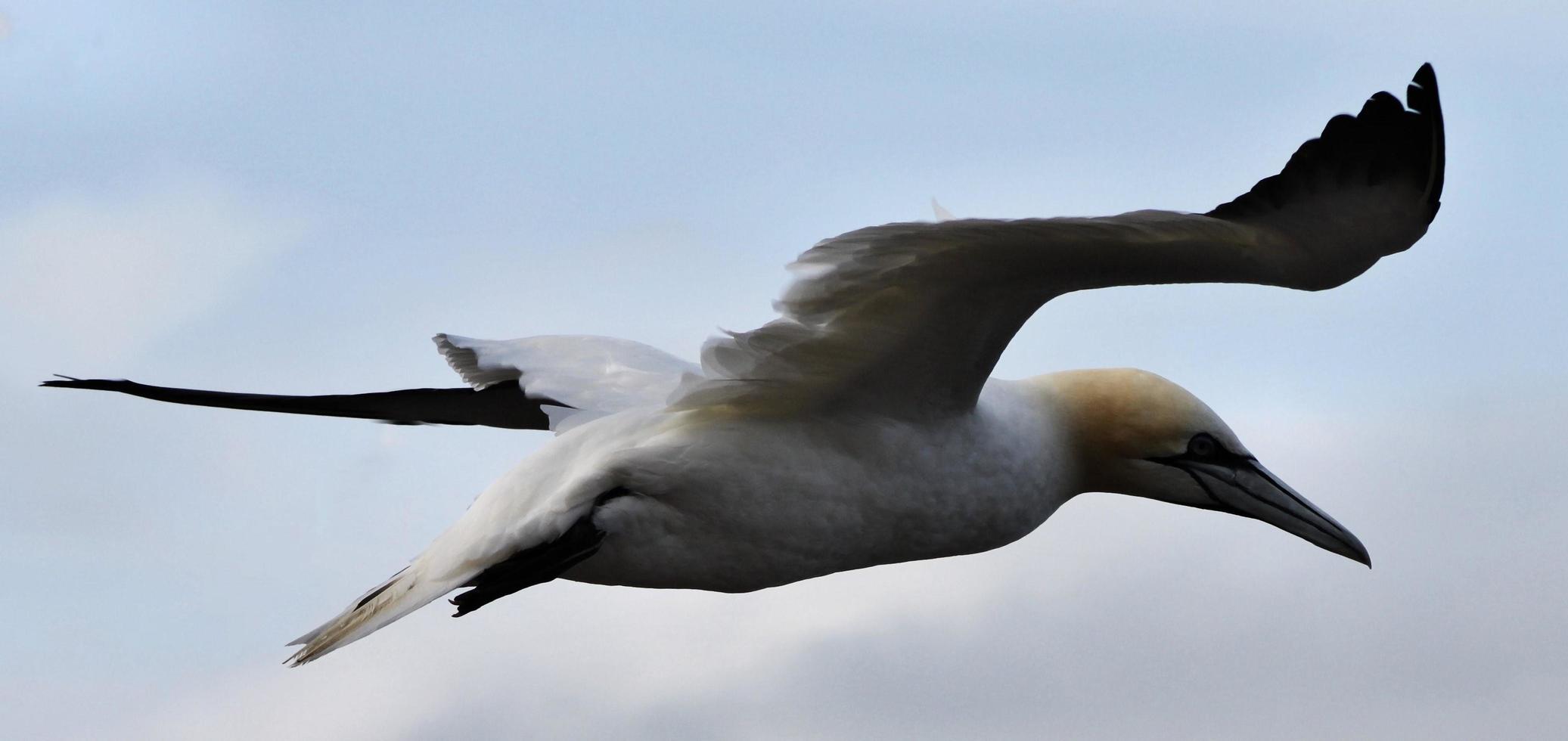 A close up of a Gannet at Bass Rock in Scotland photo