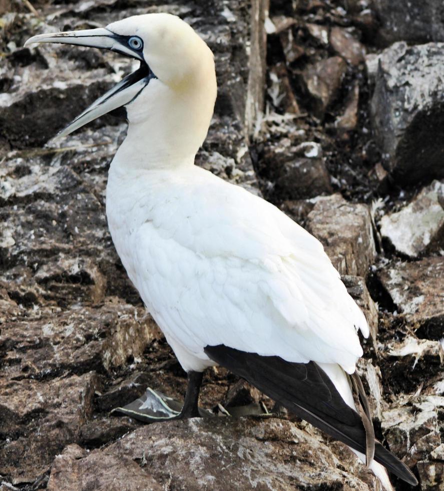 A close up of a Gannet at Bass Rock in Scotland photo