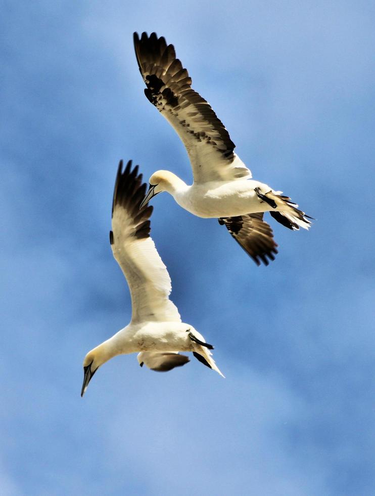 A close up of a Gannet at Bass Rock in Scotland photo