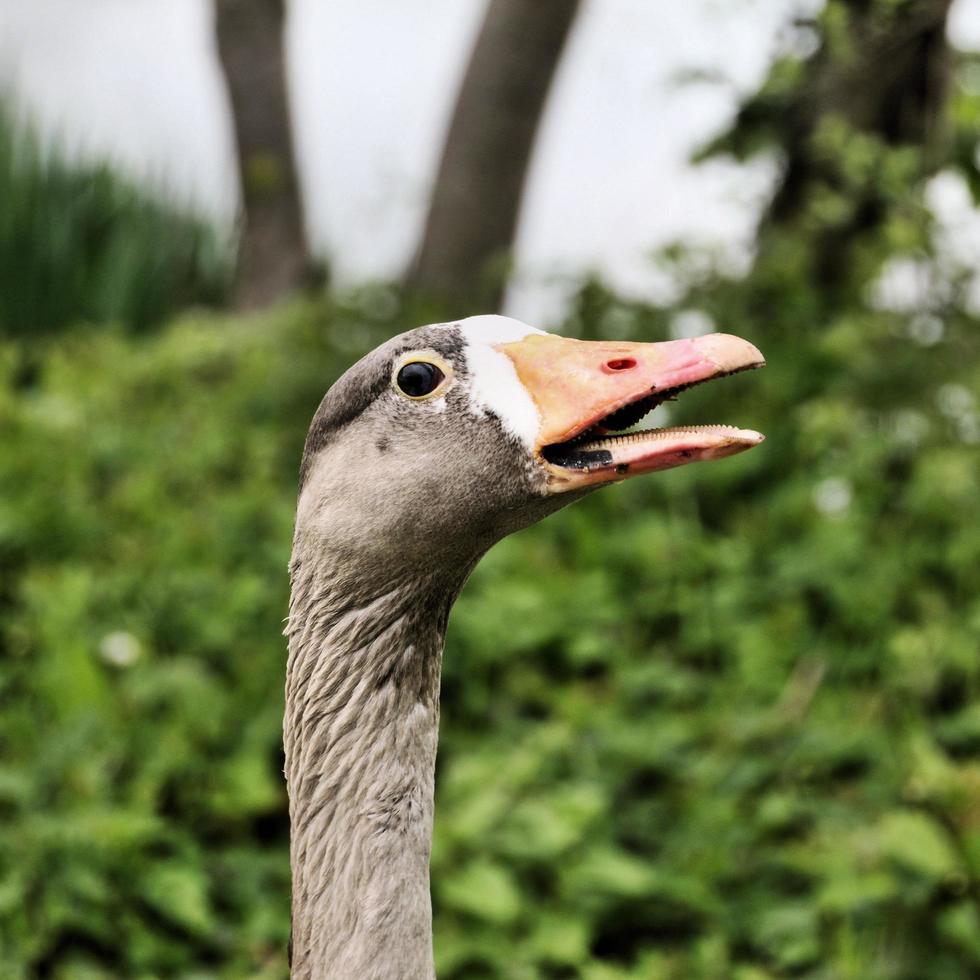 un primer plano de un ganso de ganso silvestre foto