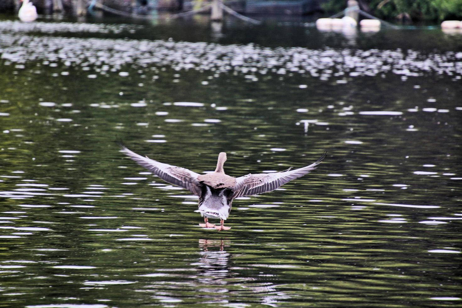 A close up of a Greylag Goose photo