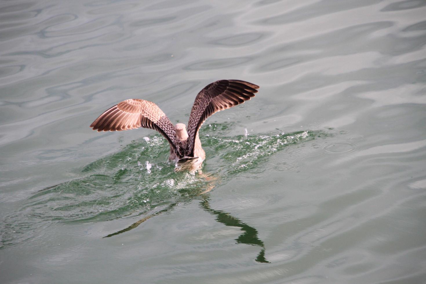 una vista de una gaviota argéntea cerca del mar foto