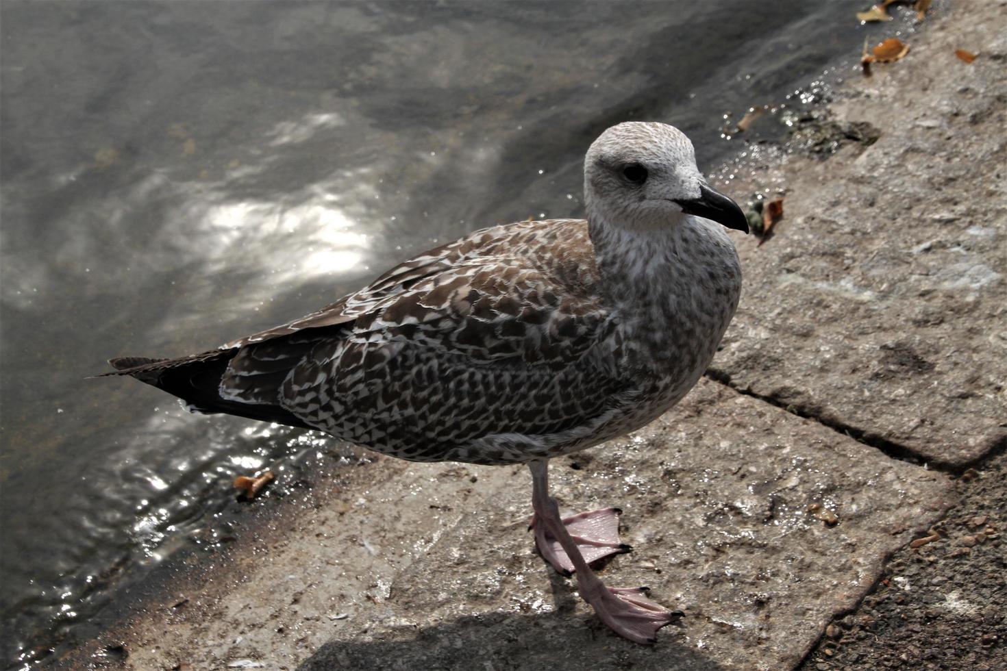 A view of a Herring Gull near the sea photo