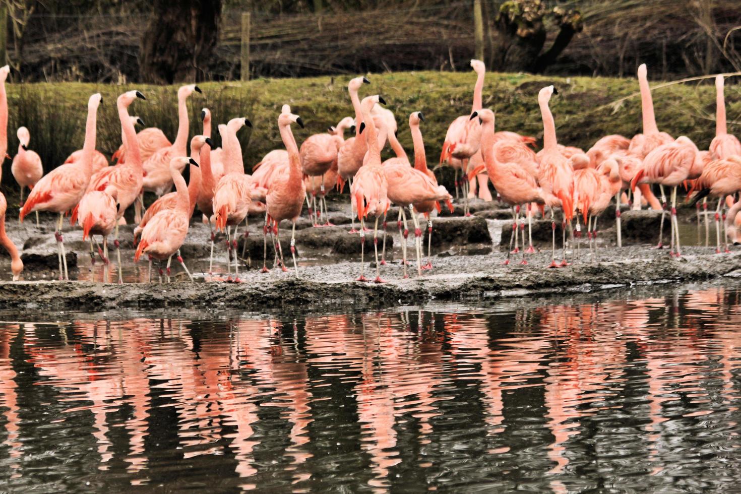 A view of a Flamingo photo