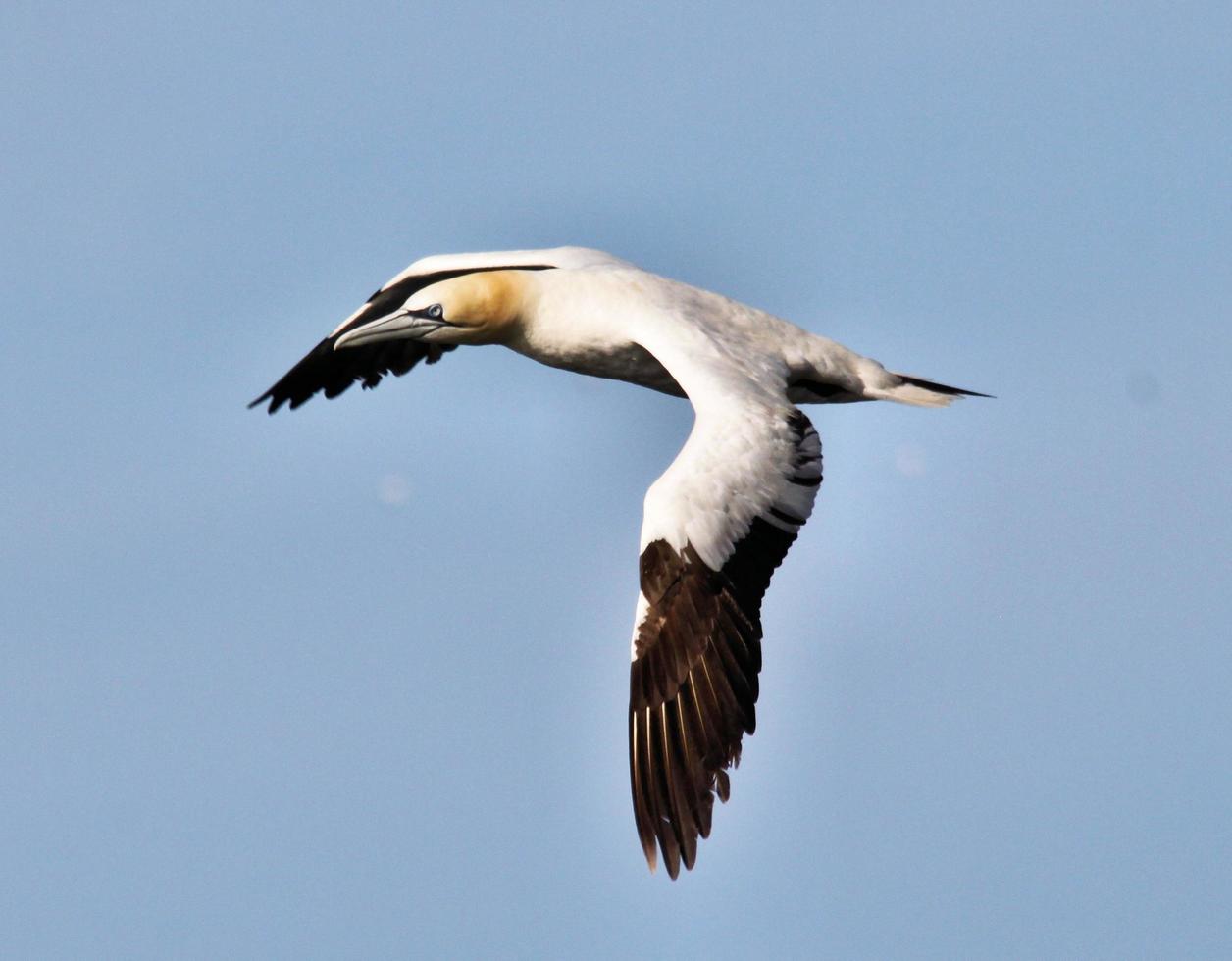 A close up of a Gannet at Bass Rock in Scotland photo