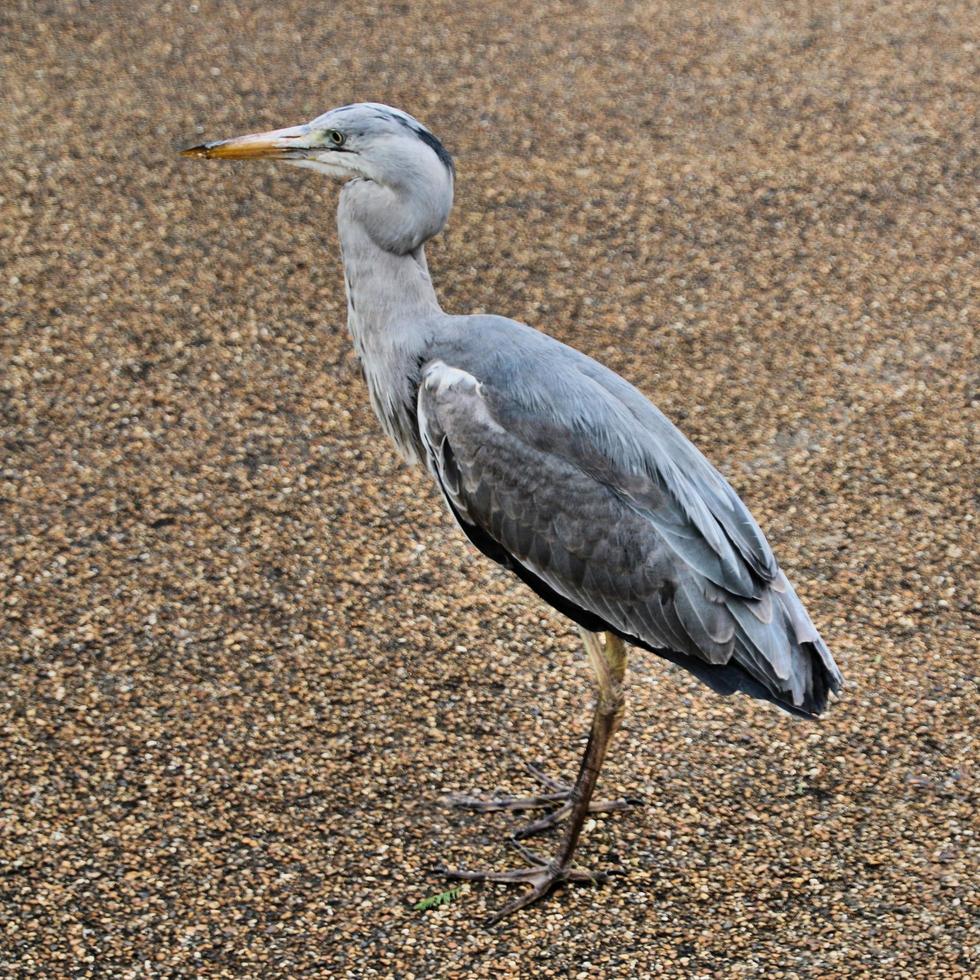 A close up of a Grey Heron in London photo