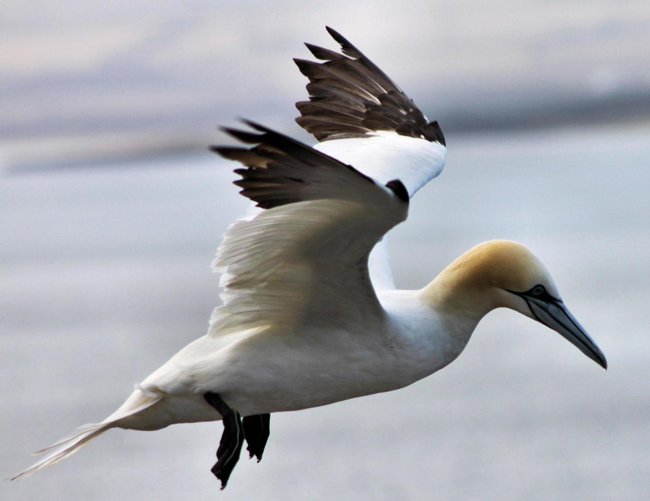 A close up of a Gannet at Bass Rock in Scotland photo