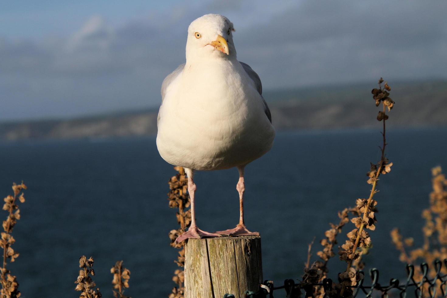 una vista de una gaviota argéntea cerca del mar foto