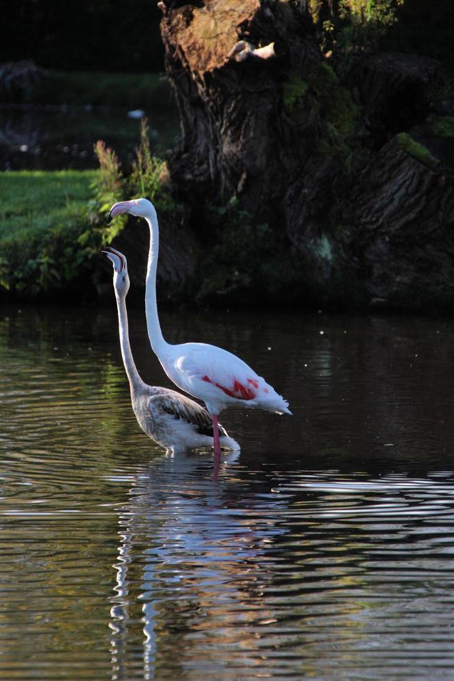 A view of a Flamingo in the water photo