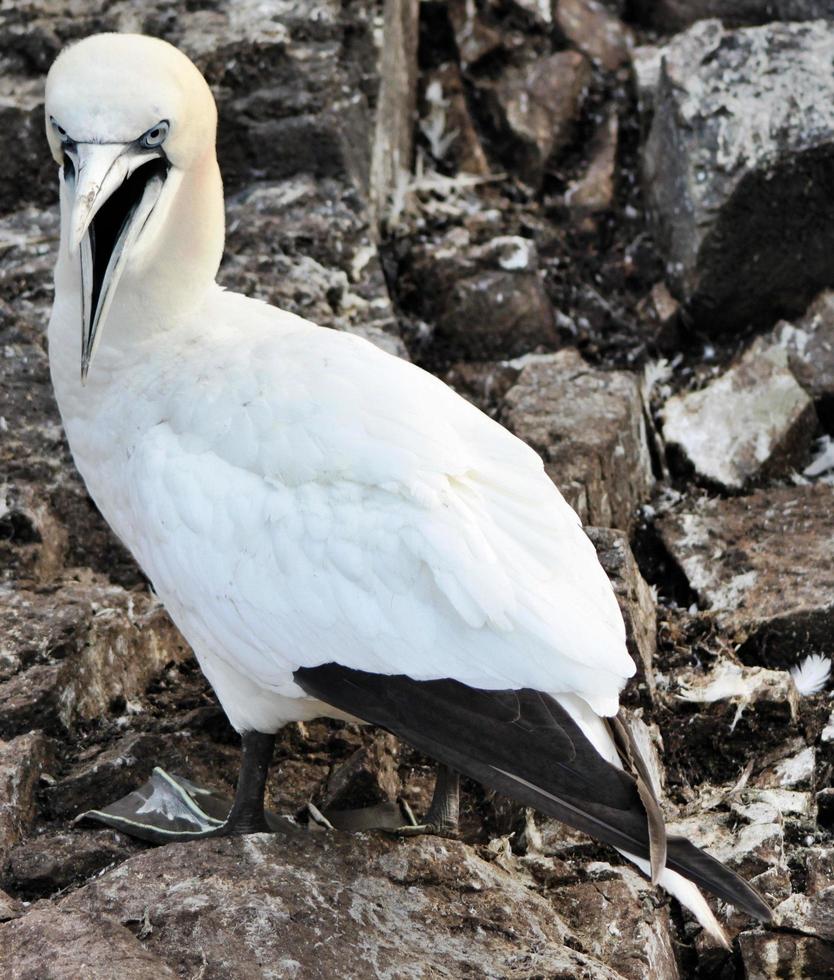 A close up of a Gannet at Bass Rock in Scotland photo