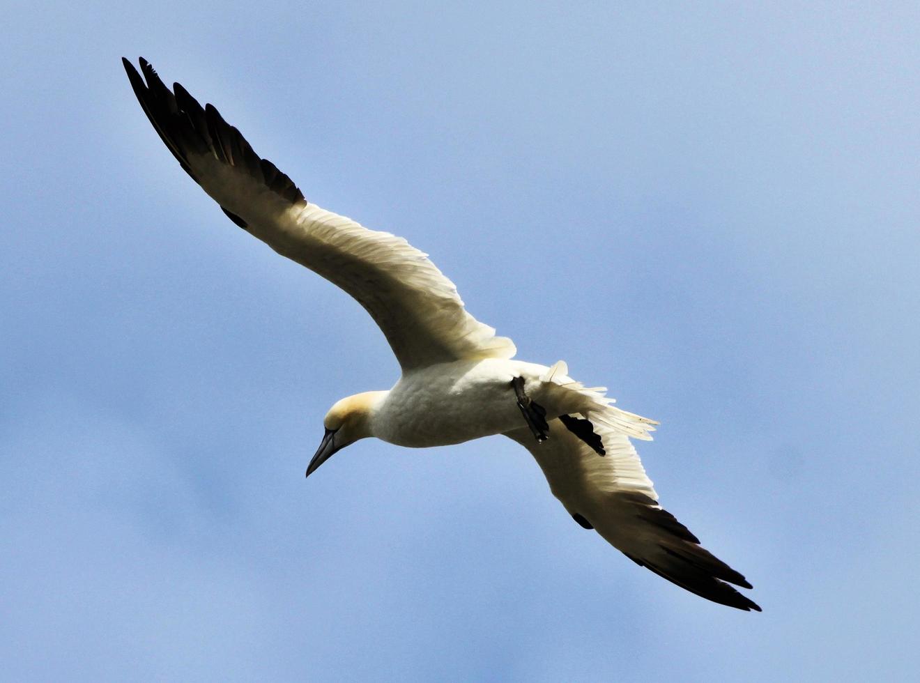 A close up of a Gannet at Bass Rock in Scotland photo