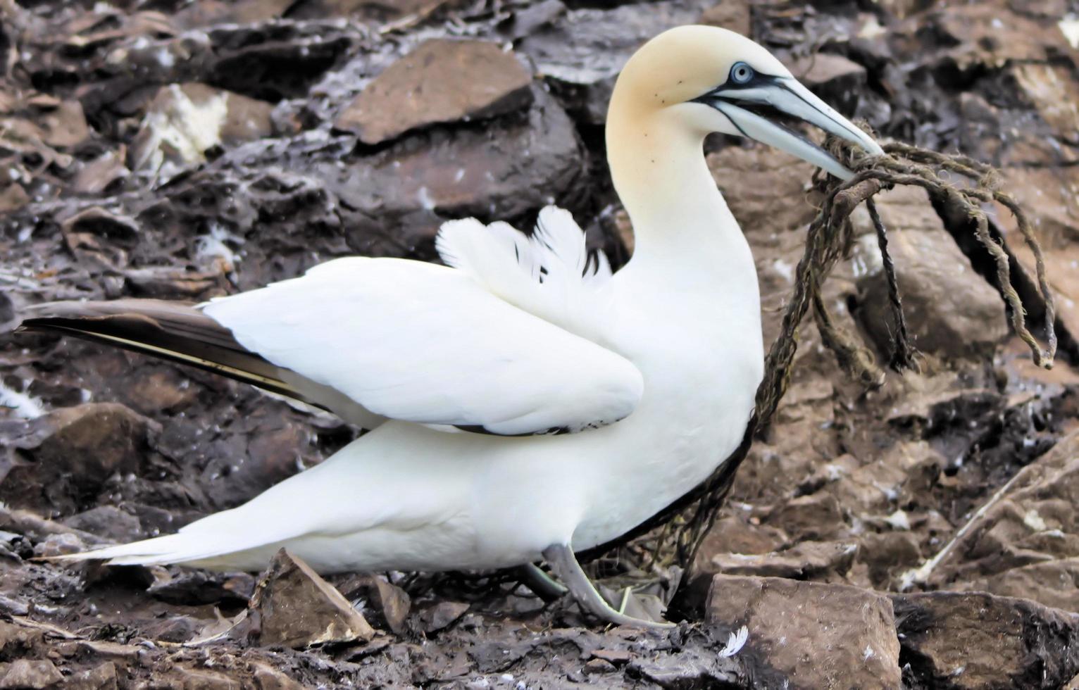 A close up of a Gannet at Bass Rock in Scotland photo