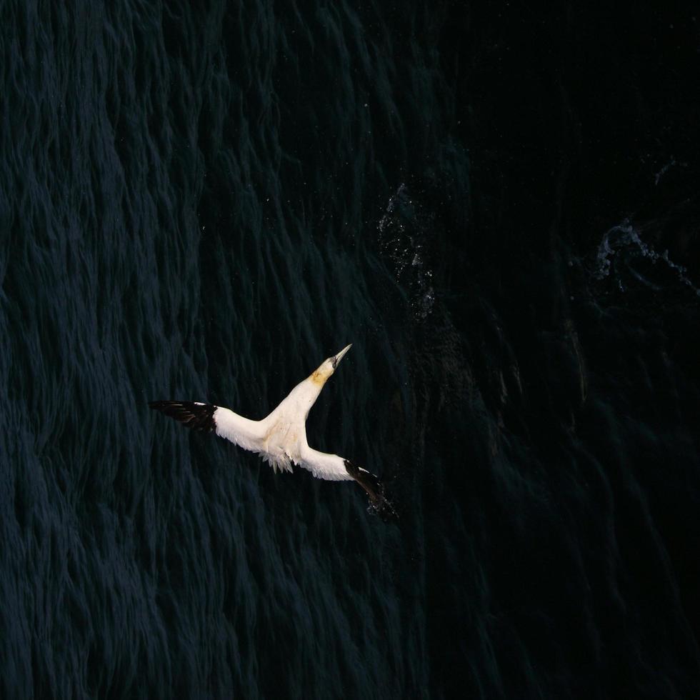 A close up of a Gannet on Bass Rock in Scotland photo