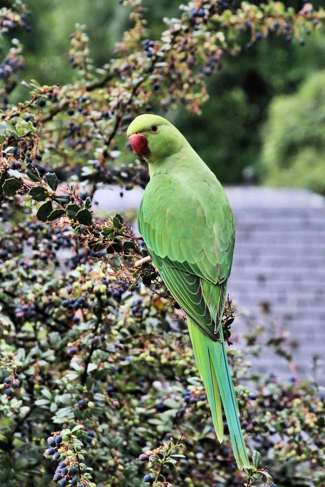 A close up of a Green Ring Necked Parakeet photo