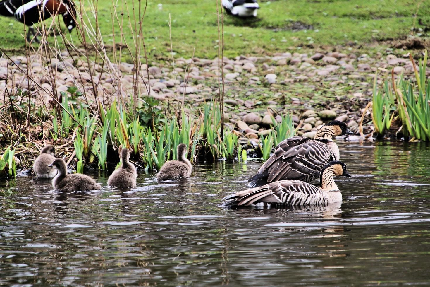 A close up of a Hawaiian Goose photo