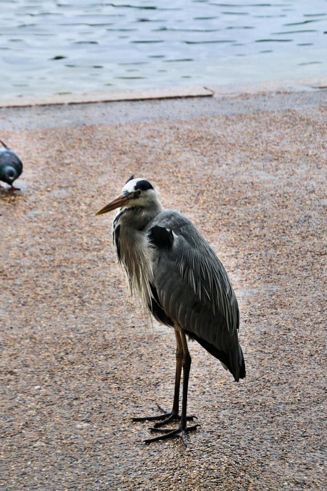 A close up of a Grey Heron in London photo