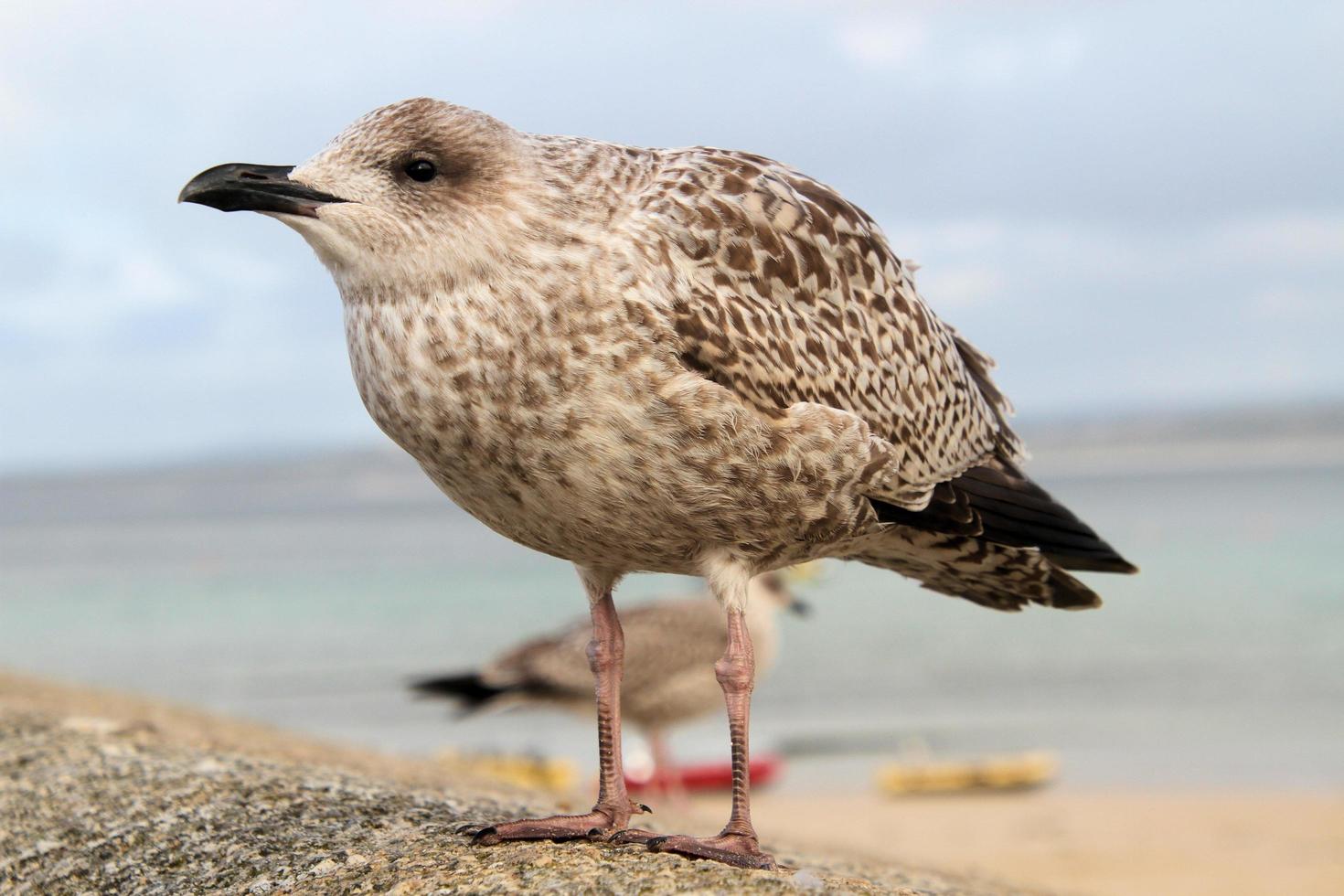 A view of a Herring Gull near the sea photo