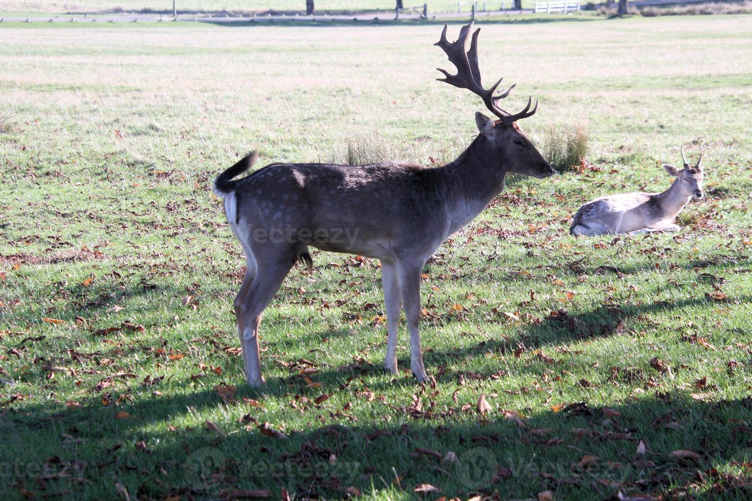 A view of a Fallow Deer photo